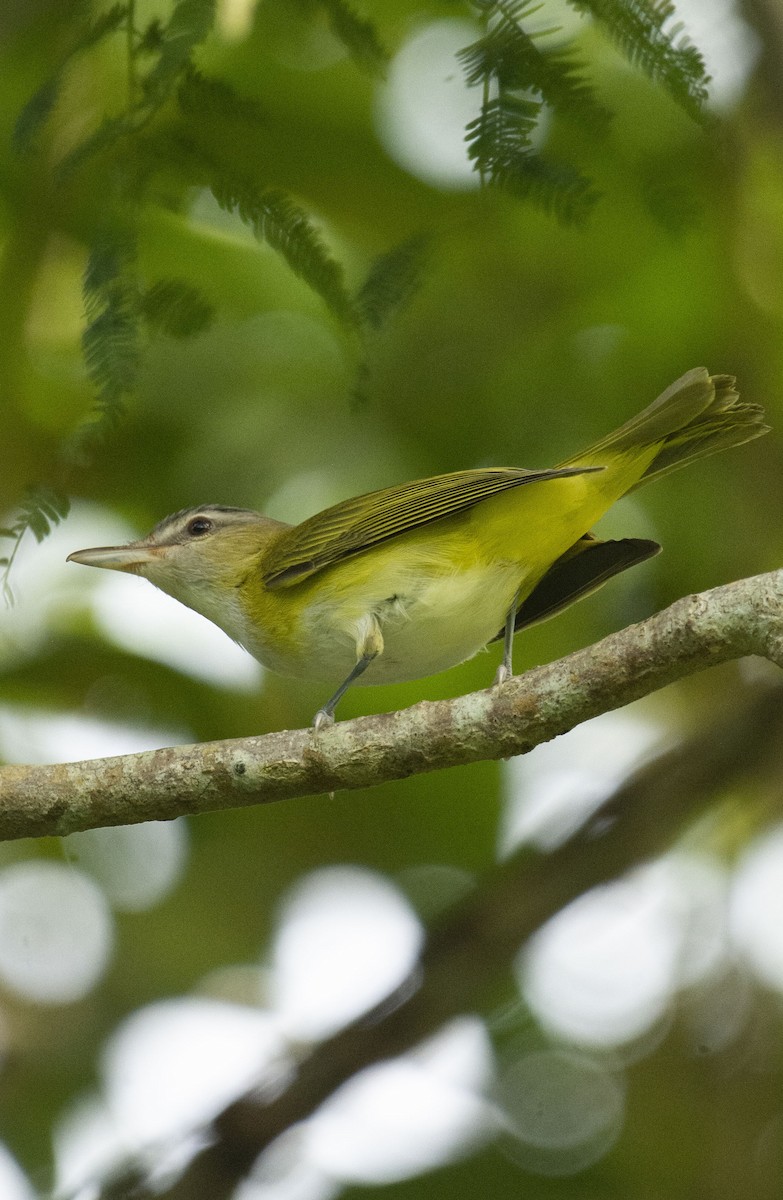 gulsidevireo - ML643168129