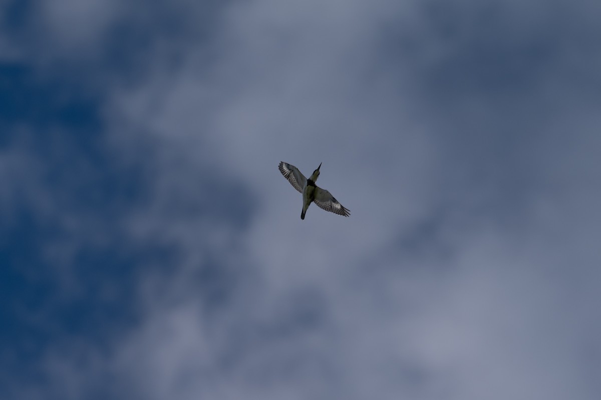 Belted Kingfisher - ML643168136