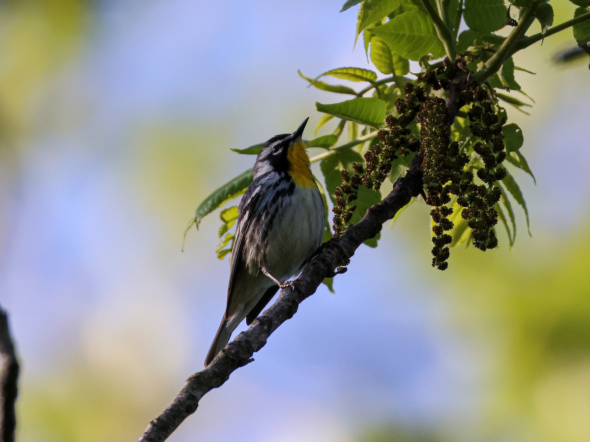 gulstrupeparula - ML643168157