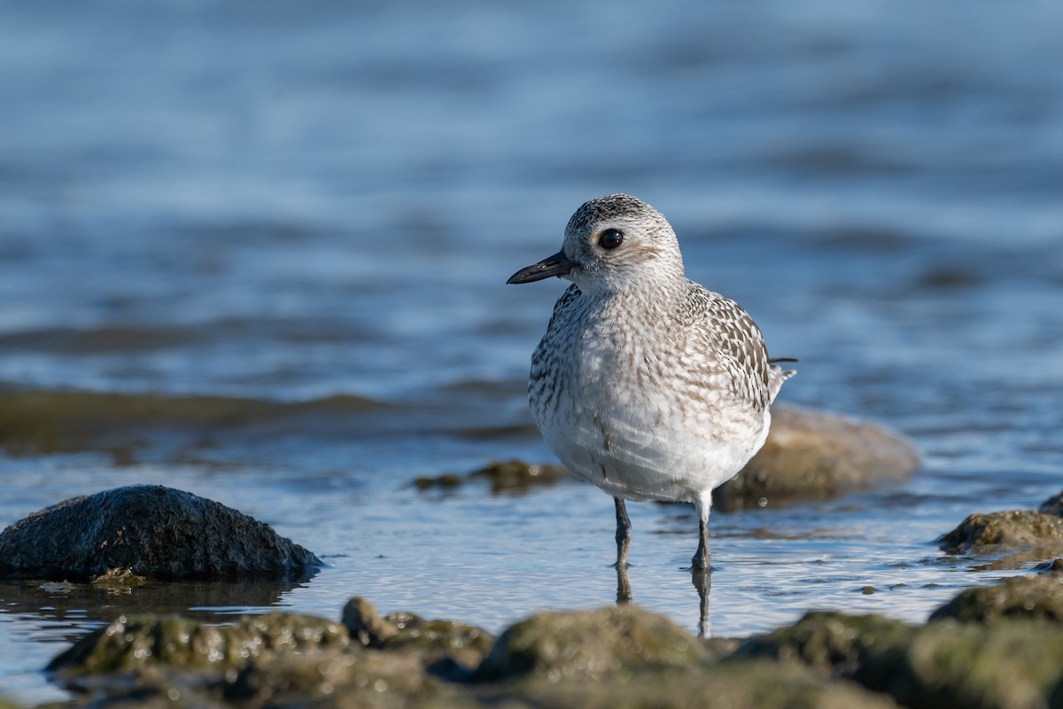 Black-bellied Plover - ML643168162