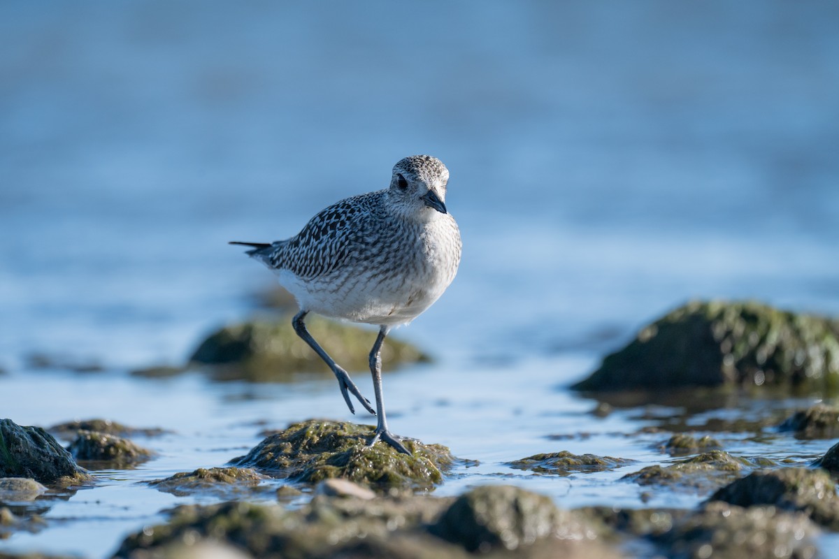 Black-bellied Plover - ML643168165