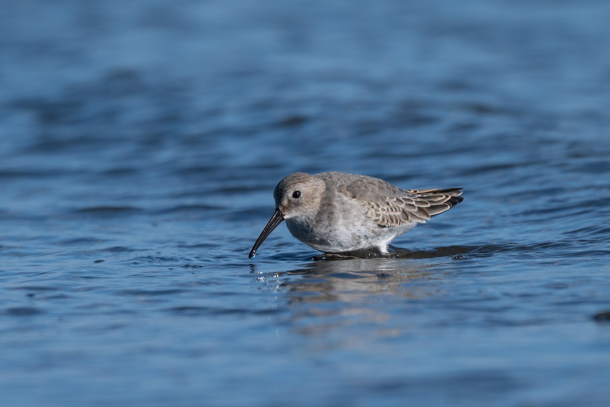 Dunlin - ML643168190