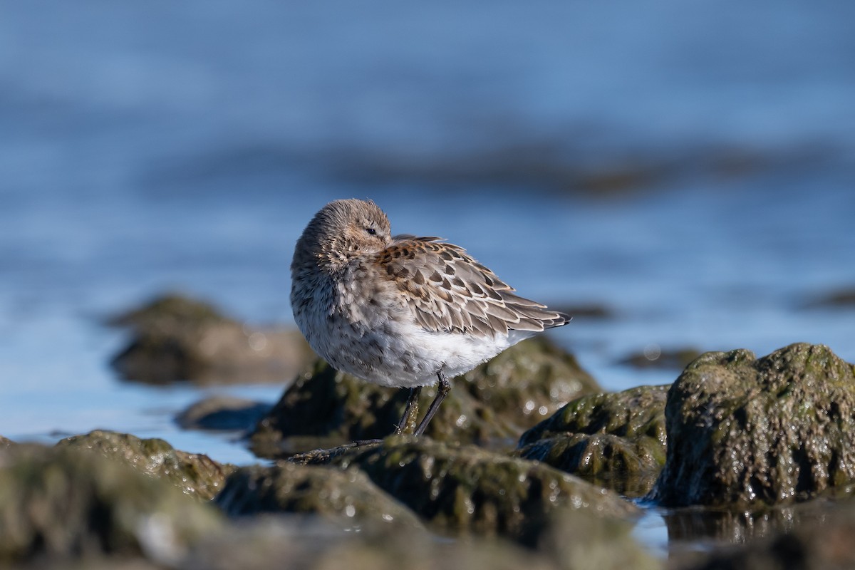 Dunlin - ML643168191