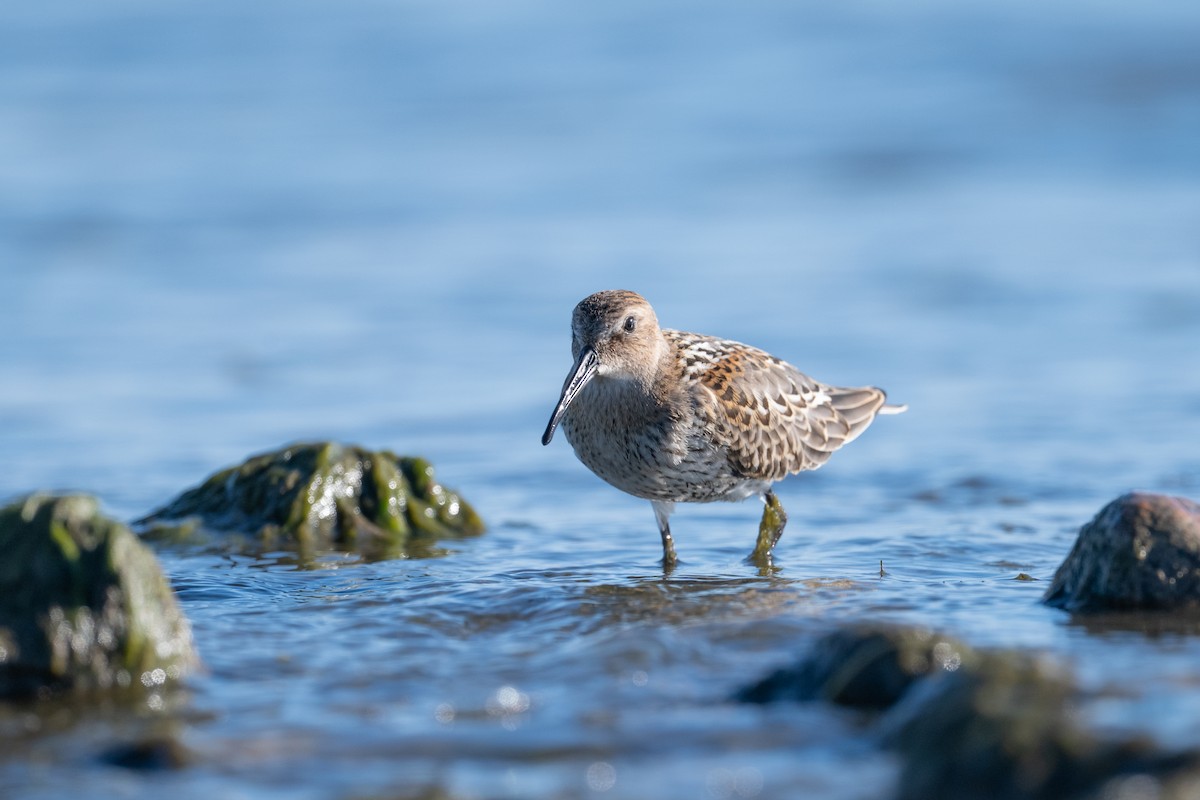 Dunlin - ML643168192