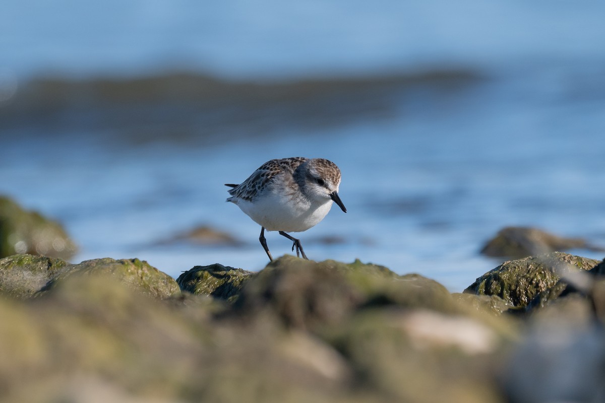 Semipalmated Sandpiper - ML643168208