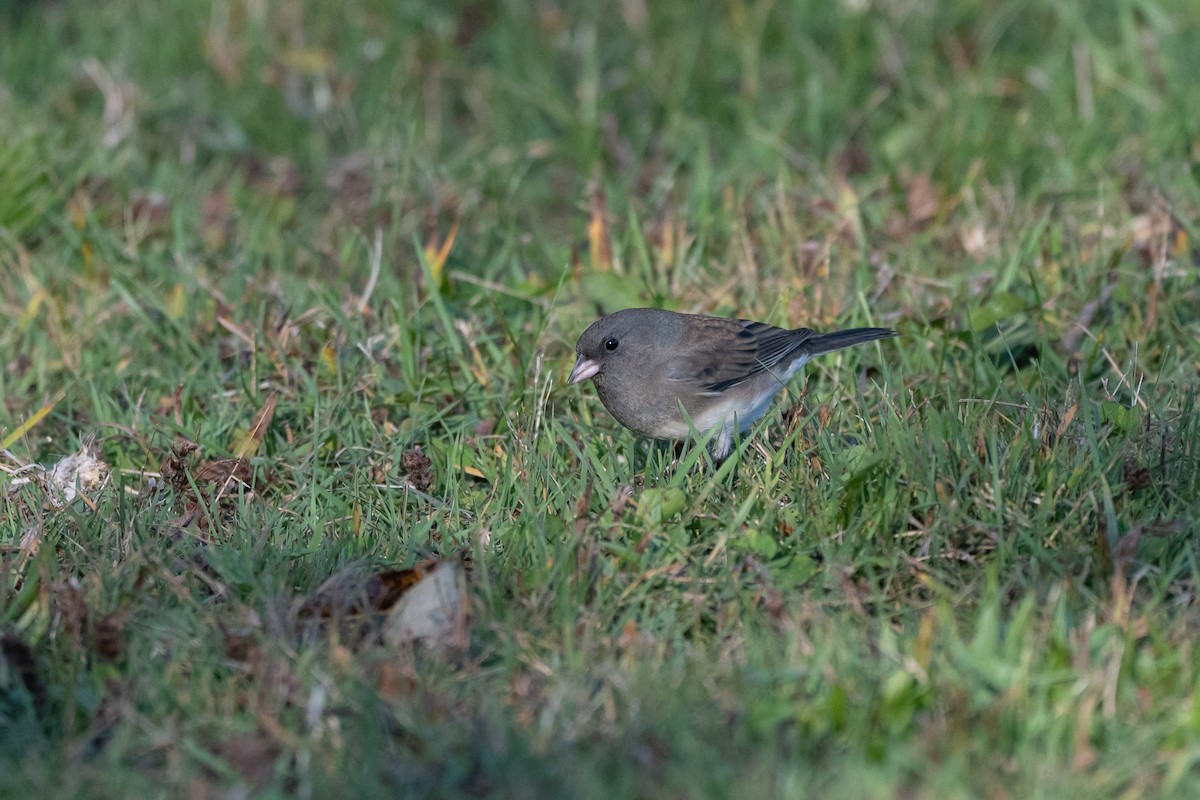 Dark-eyed Junco - ML643168218