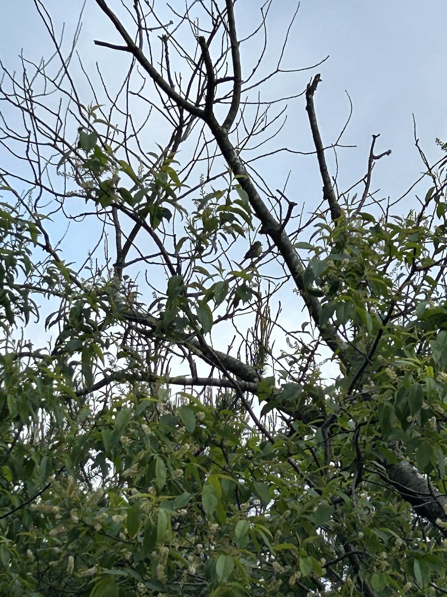 Kirtland's Warbler - ML643168219