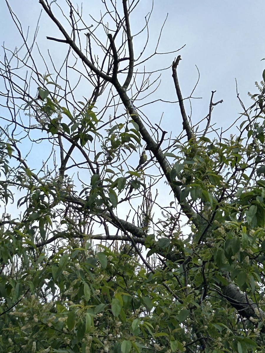 Kirtland's Warbler - ML643168220