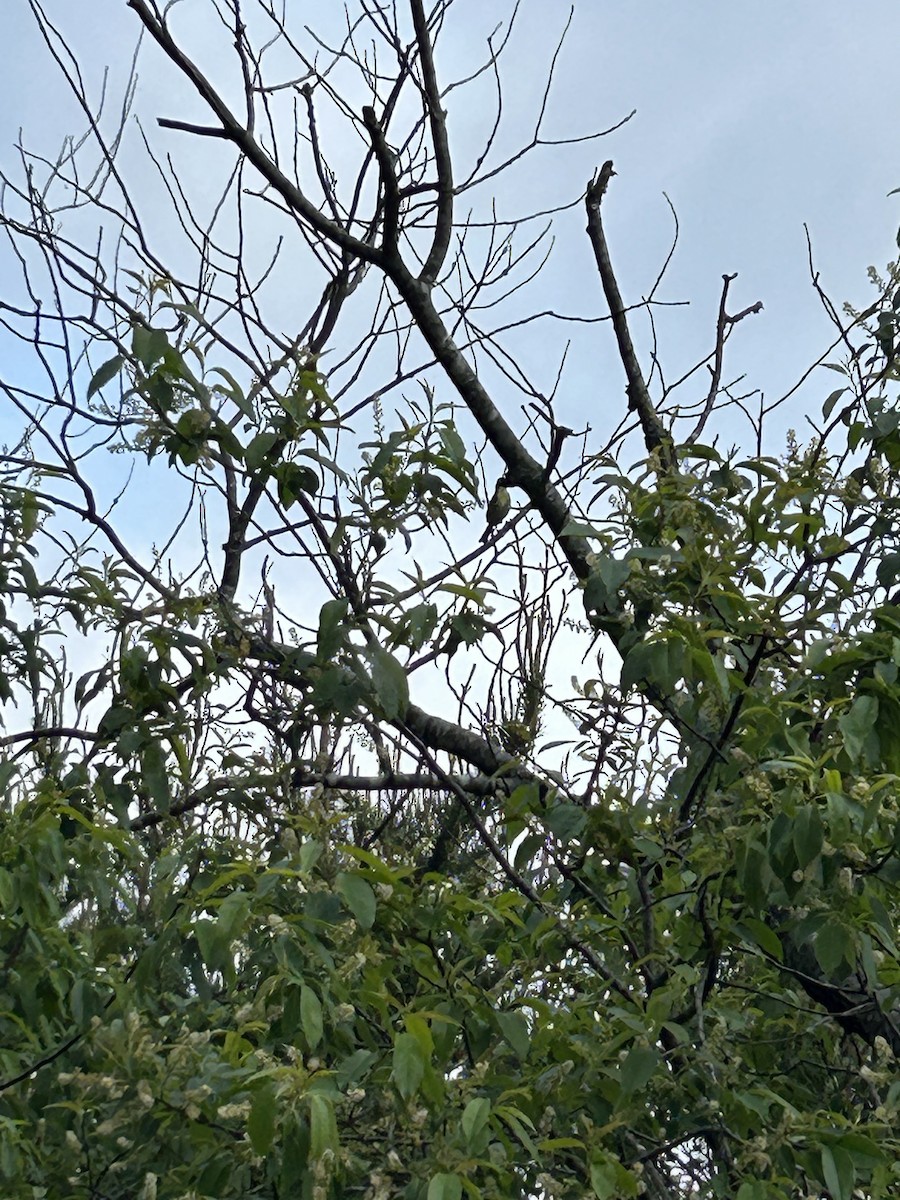 Kirtland's Warbler - ML643168221