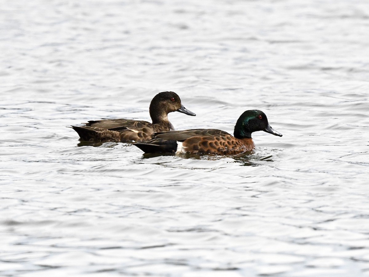Chestnut Teal - ML643168226