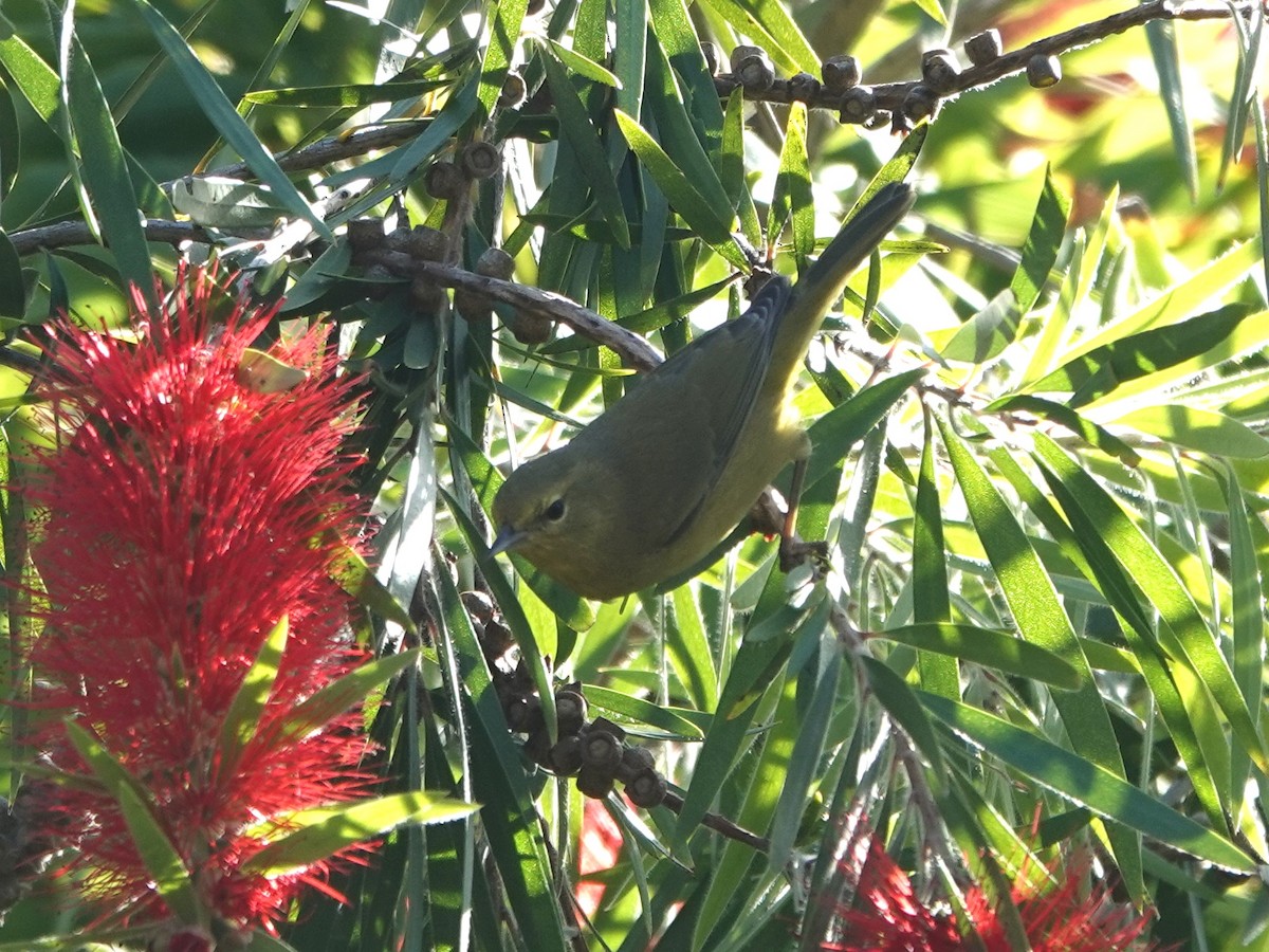Orange-crowned Warbler - ML643168273