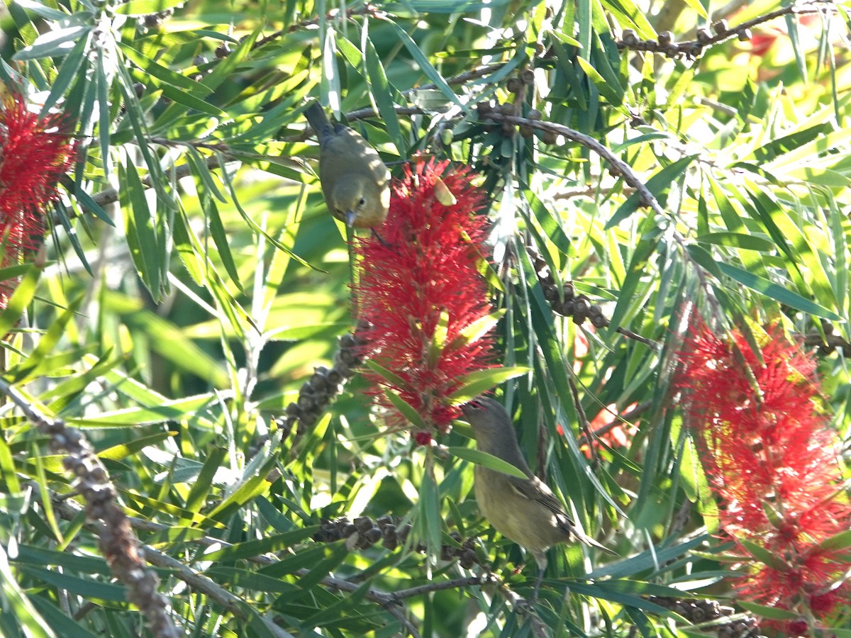 Orange-crowned Warbler - ML643168275