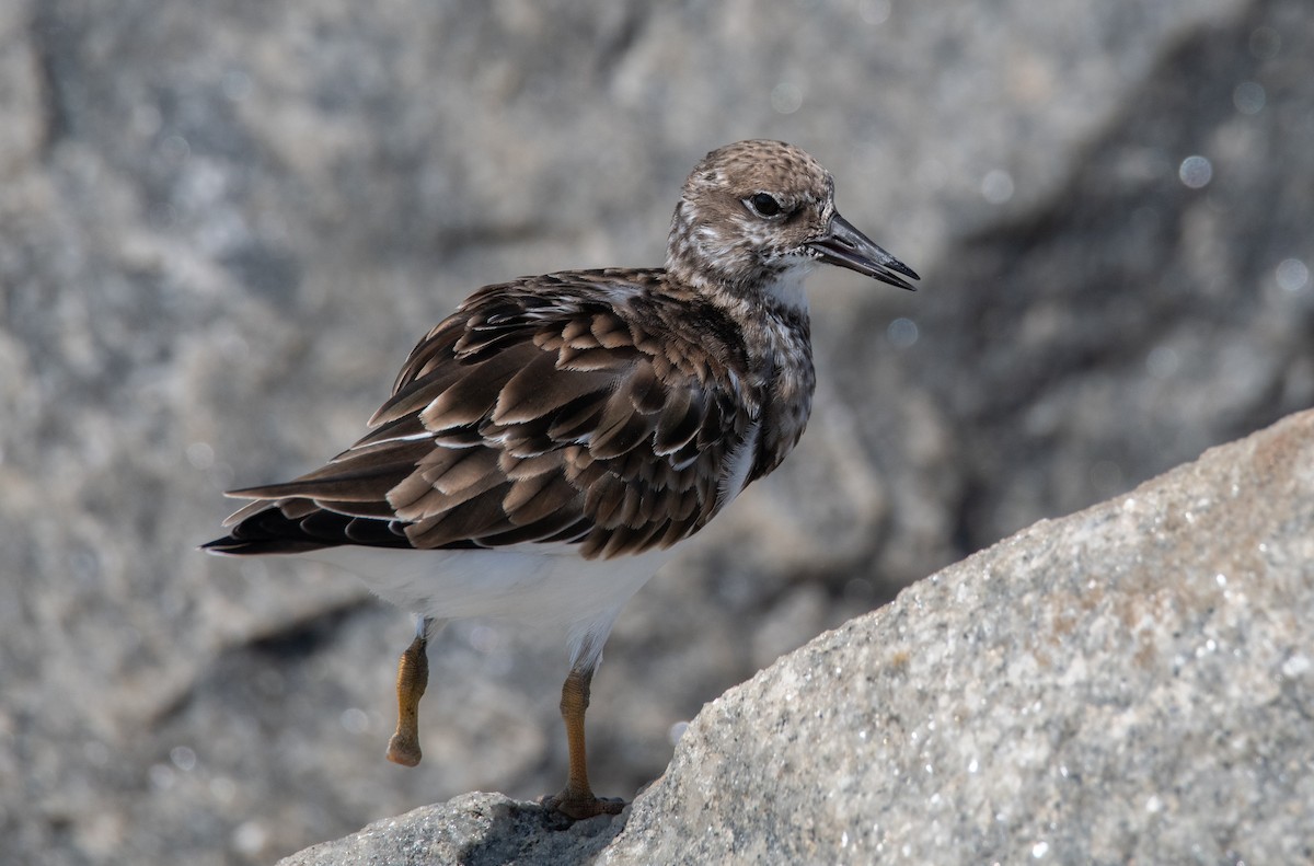 Ruddy Turnstone - ML643168288