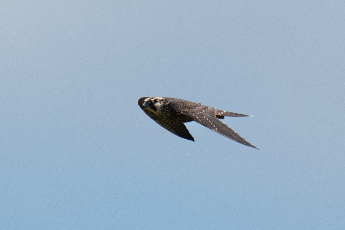 Peregrine Falcon - ML643168317