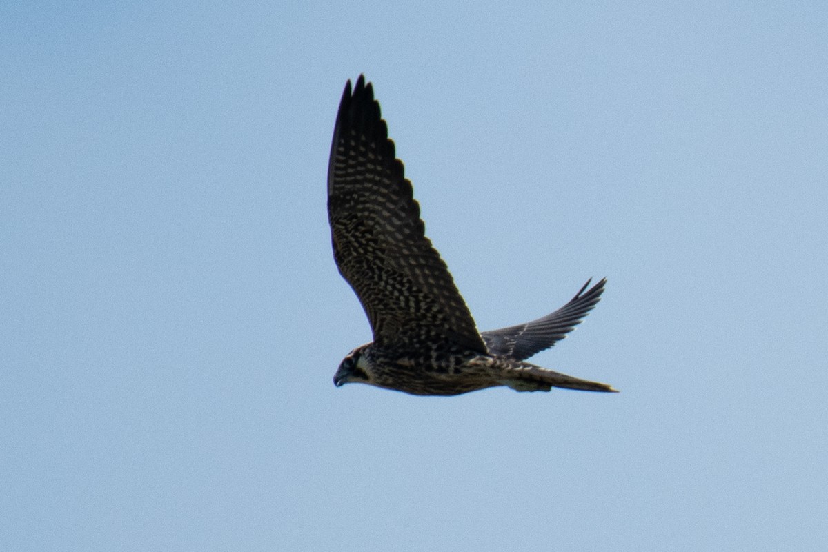 Peregrine Falcon - ML643168318