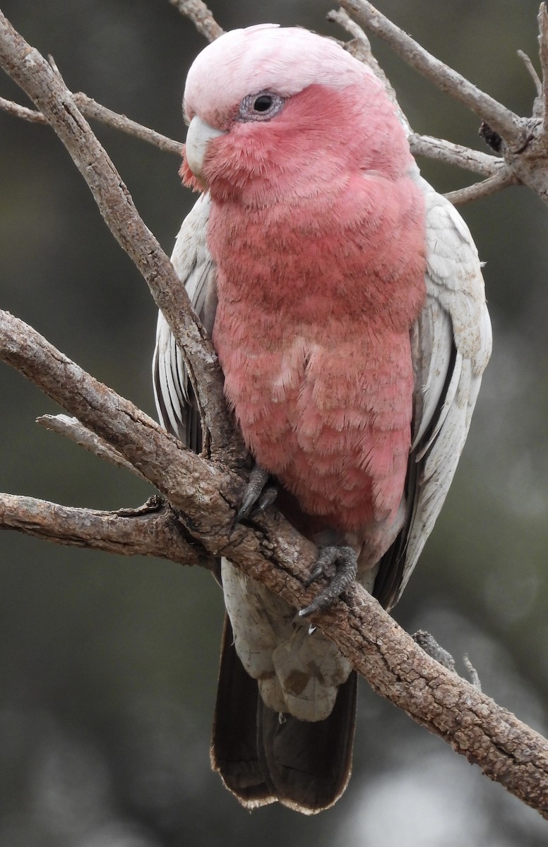 Galah - ML643168363