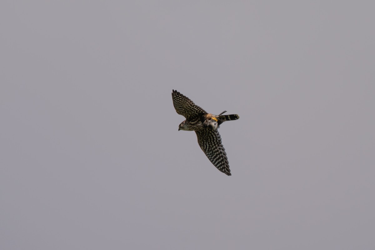 Merlin - ML643168364