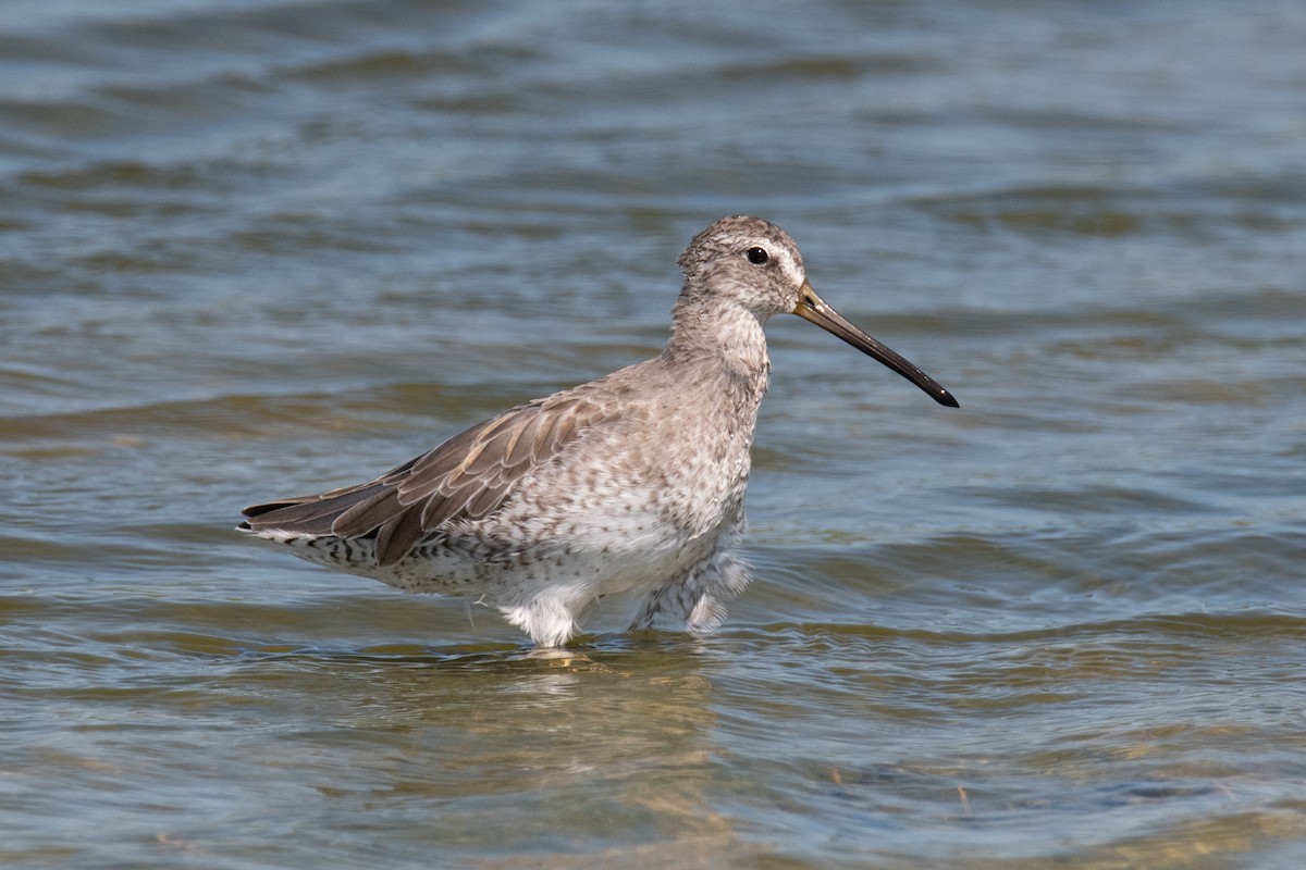 Short-billed Dowitcher - ML643168385