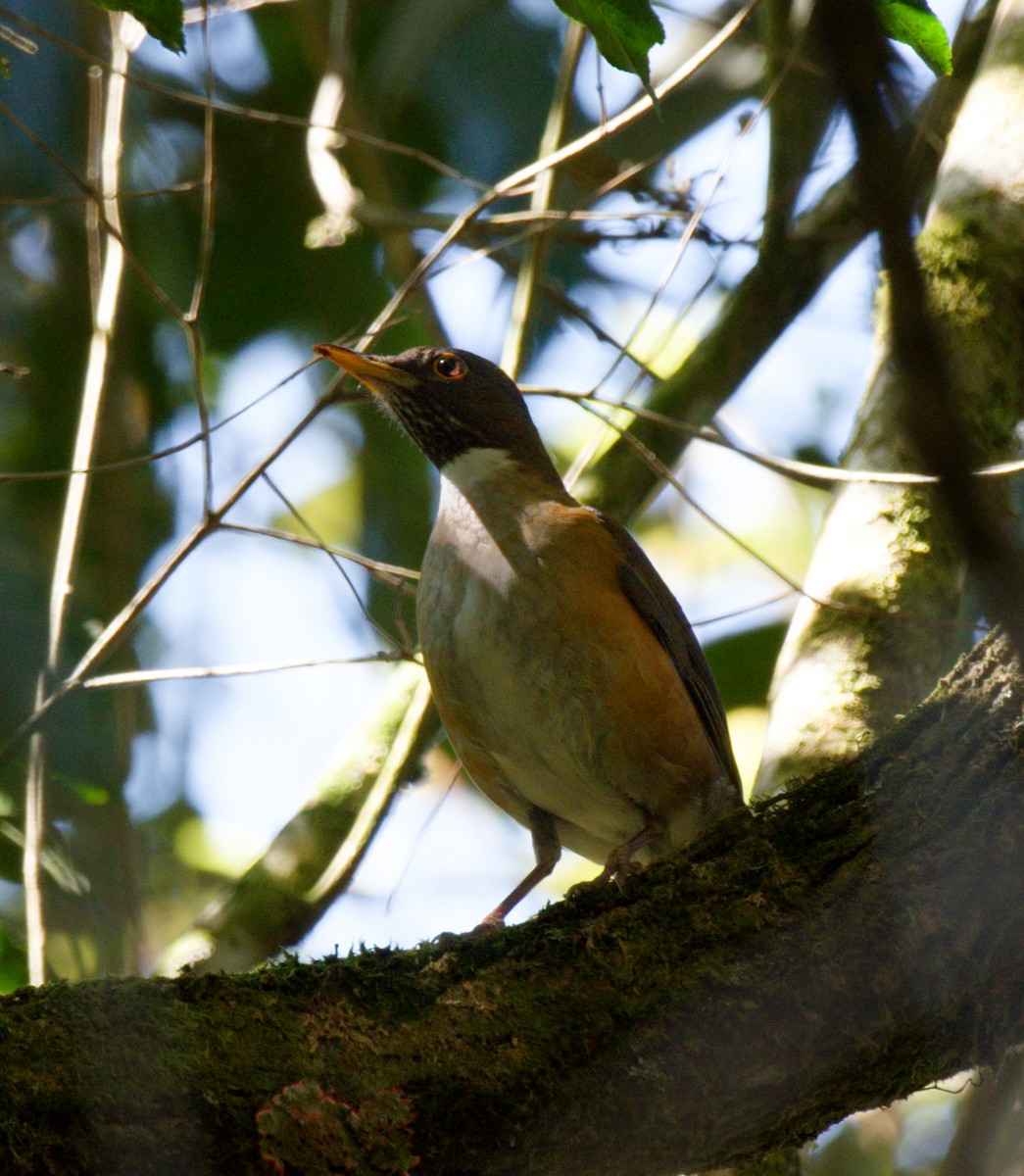 White-necked Thrush - ML643168388