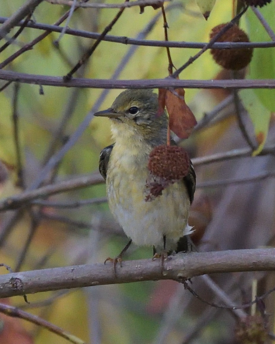 Paruline rayée - ML643168391