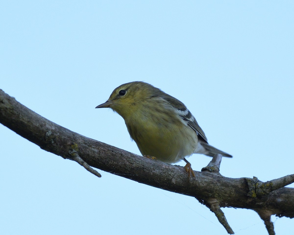 Paruline rayée - ML643168392