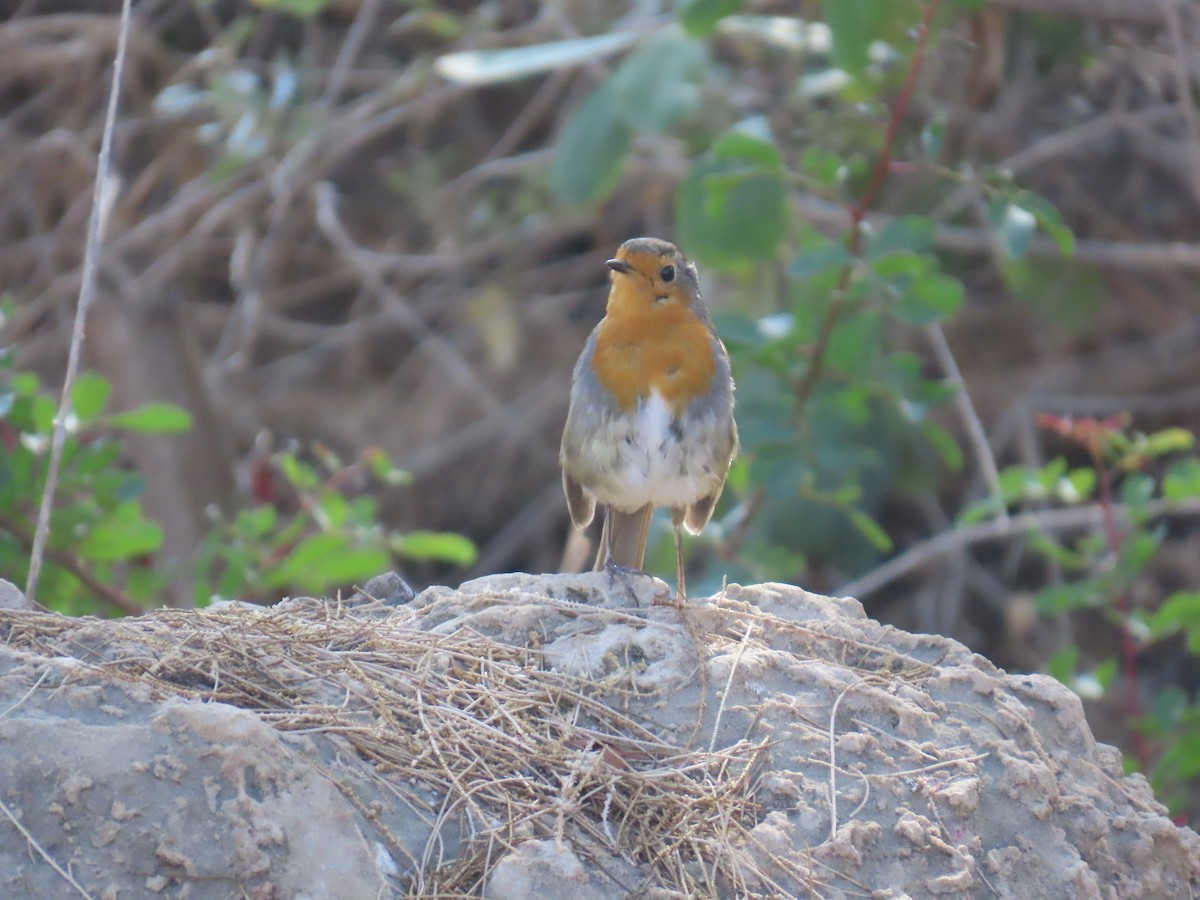 červenka obecná - ML643168413