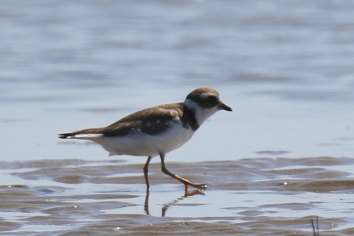 Semipalmated Plover - ML643168416
