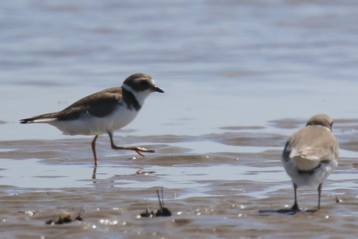 Semipalmated Plover - ML643168417