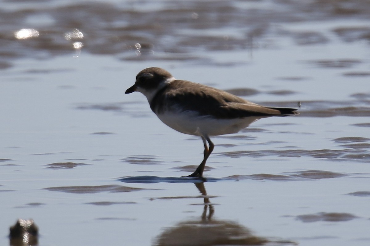 Semipalmated Plover - ML643168418