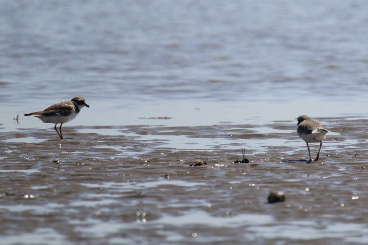 Semipalmated Plover - ML643168419