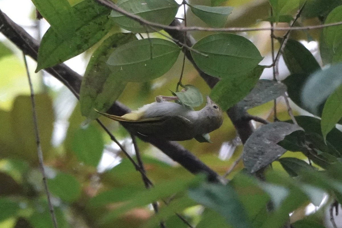 White-bellied Erpornis - ML643168423