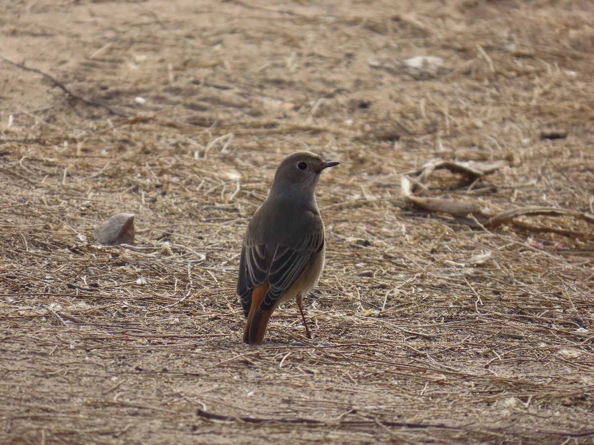 rehek zahradní - ML643168425