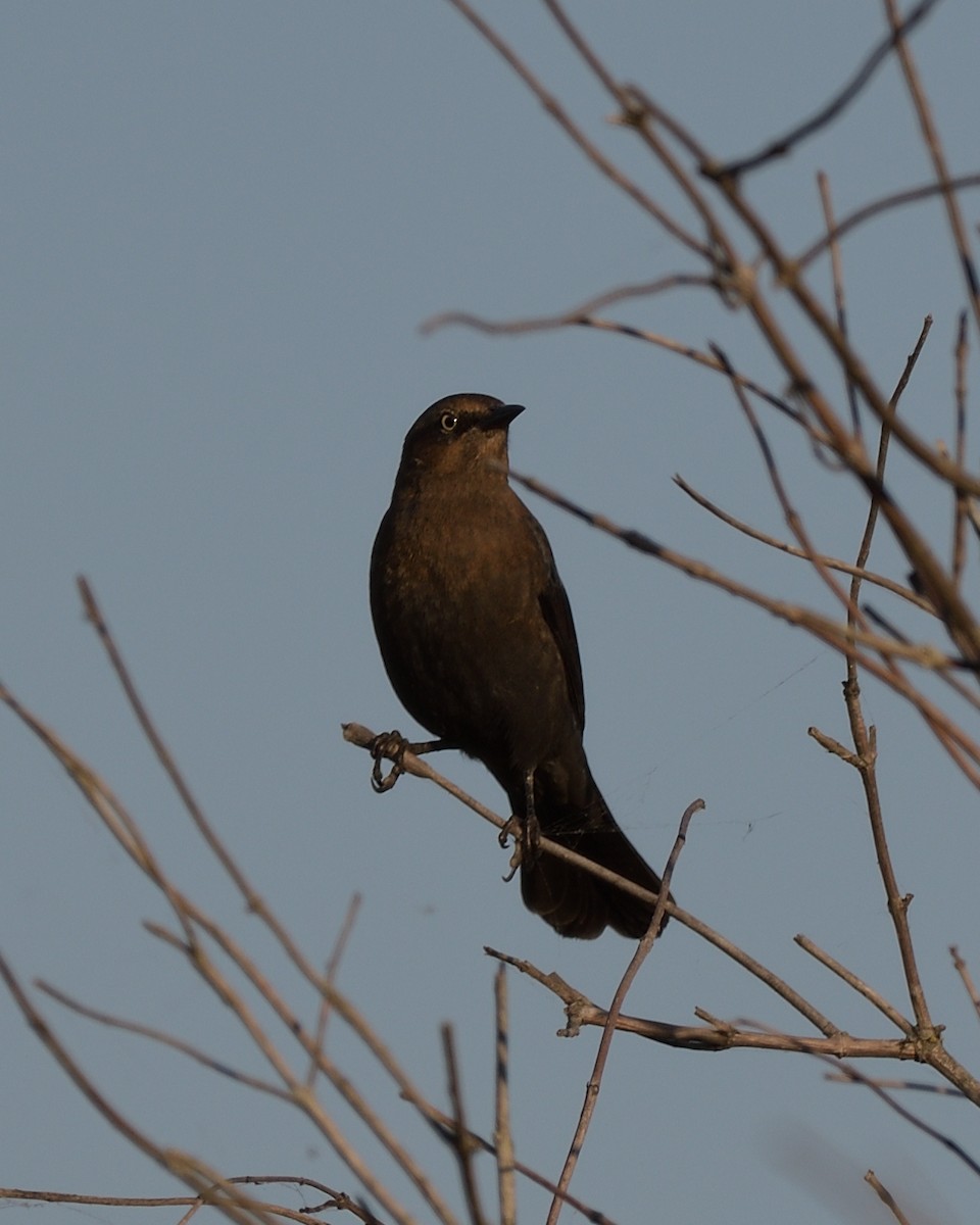 Rusty Blackbird - ML643168435