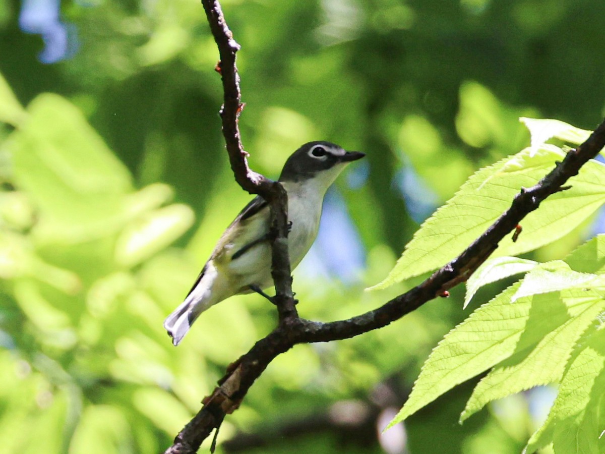 eremittvireo - ML643168443