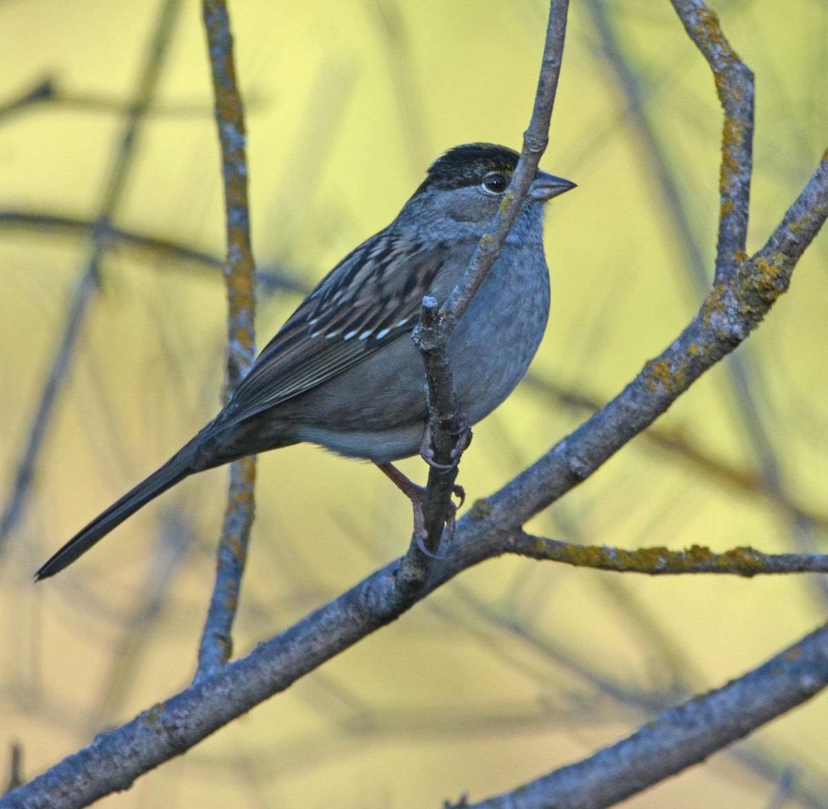Golden-crowned Sparrow - ML643168446