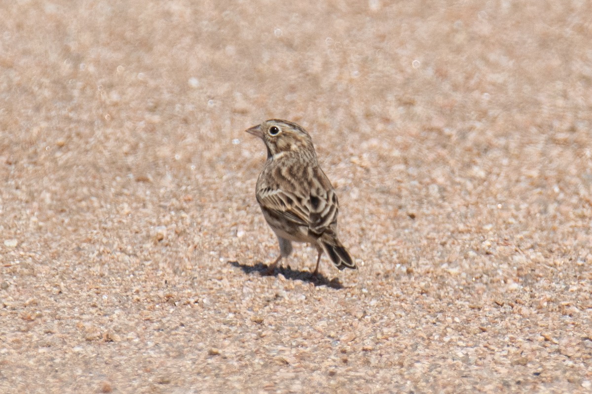 Vesper Sparrow - ML643168448