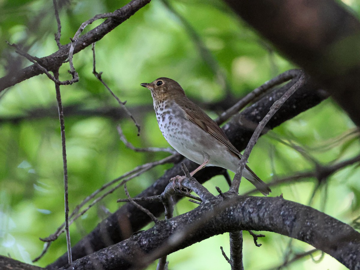 Swainson's Thrush (Olive-backed) - ML643168461