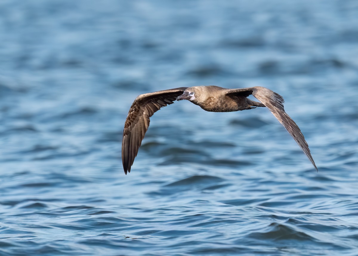Red-footed Booby - ML643168462