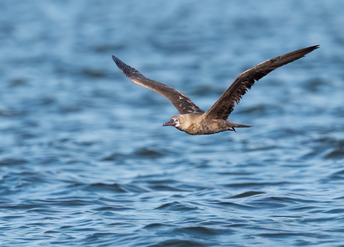 Red-footed Booby - ML643168463