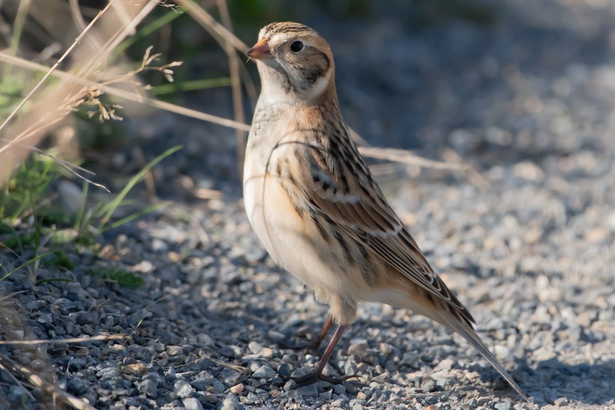 eBird Checklist - 6 Oct 2025 - Point Defiance Park--Dune Peninsula ...
