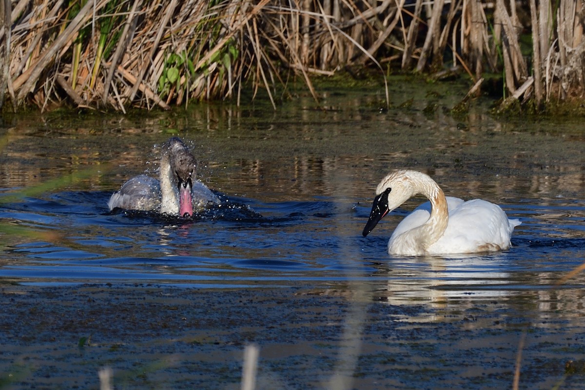 Cygne trompette - ML643168512