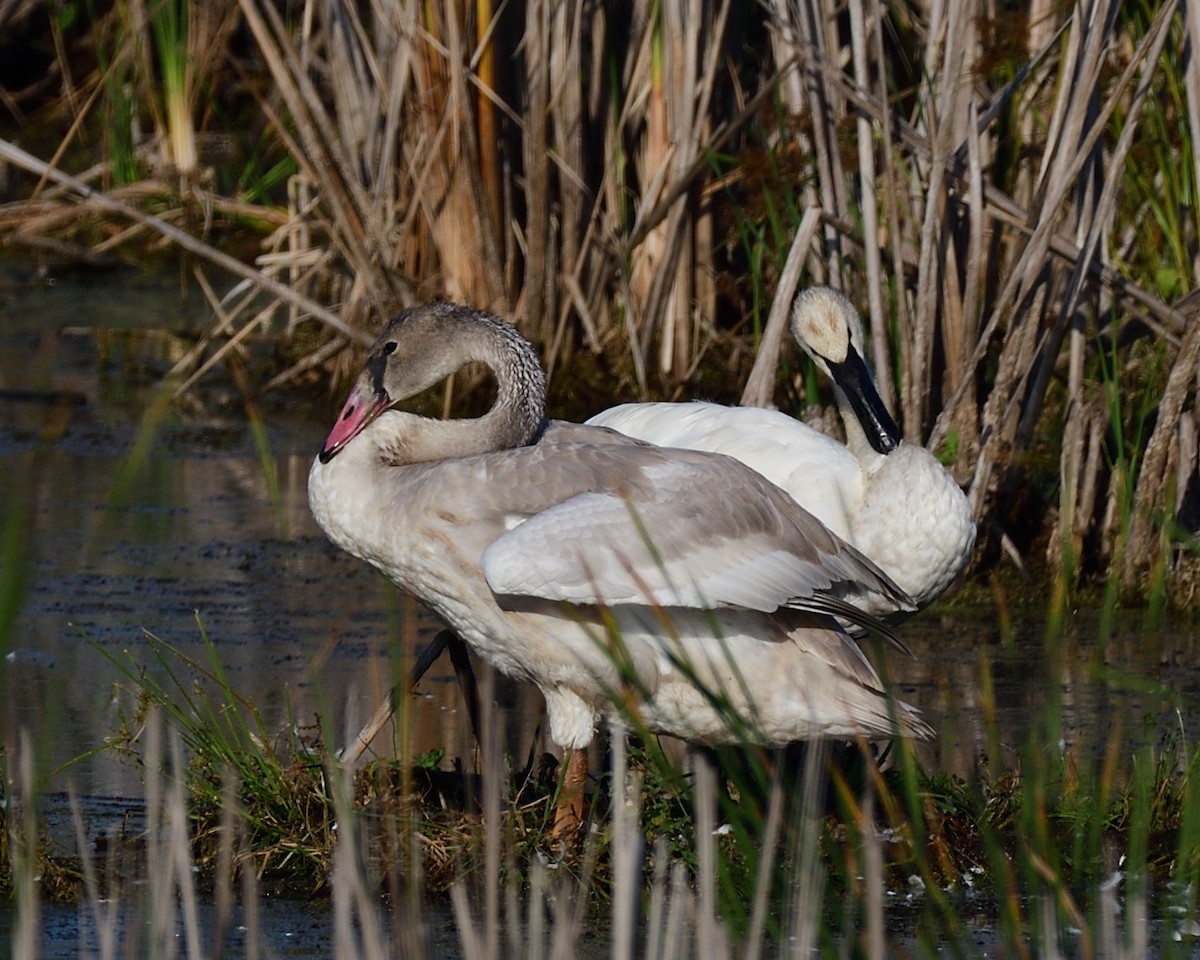 Cygne trompette - ML643168513