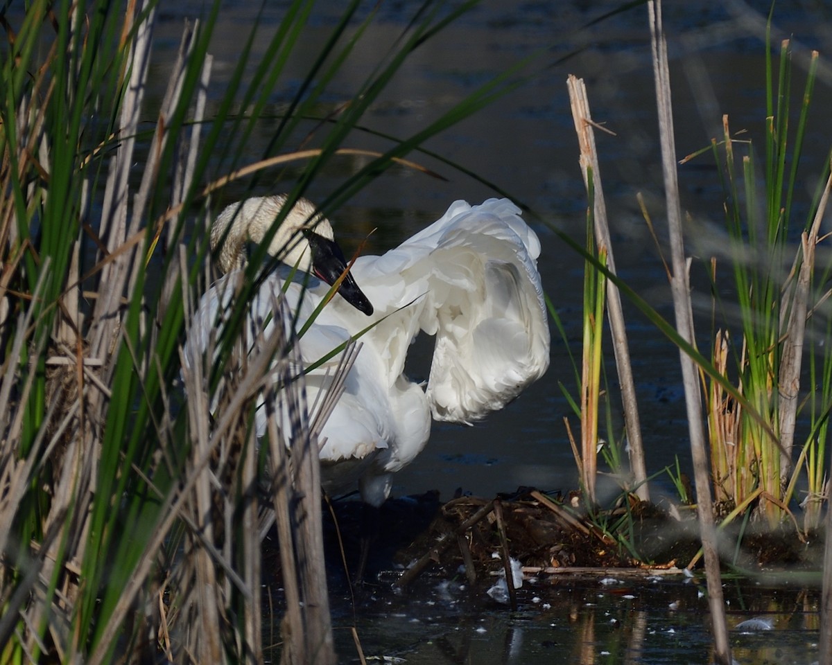Cygne trompette - ML643168514