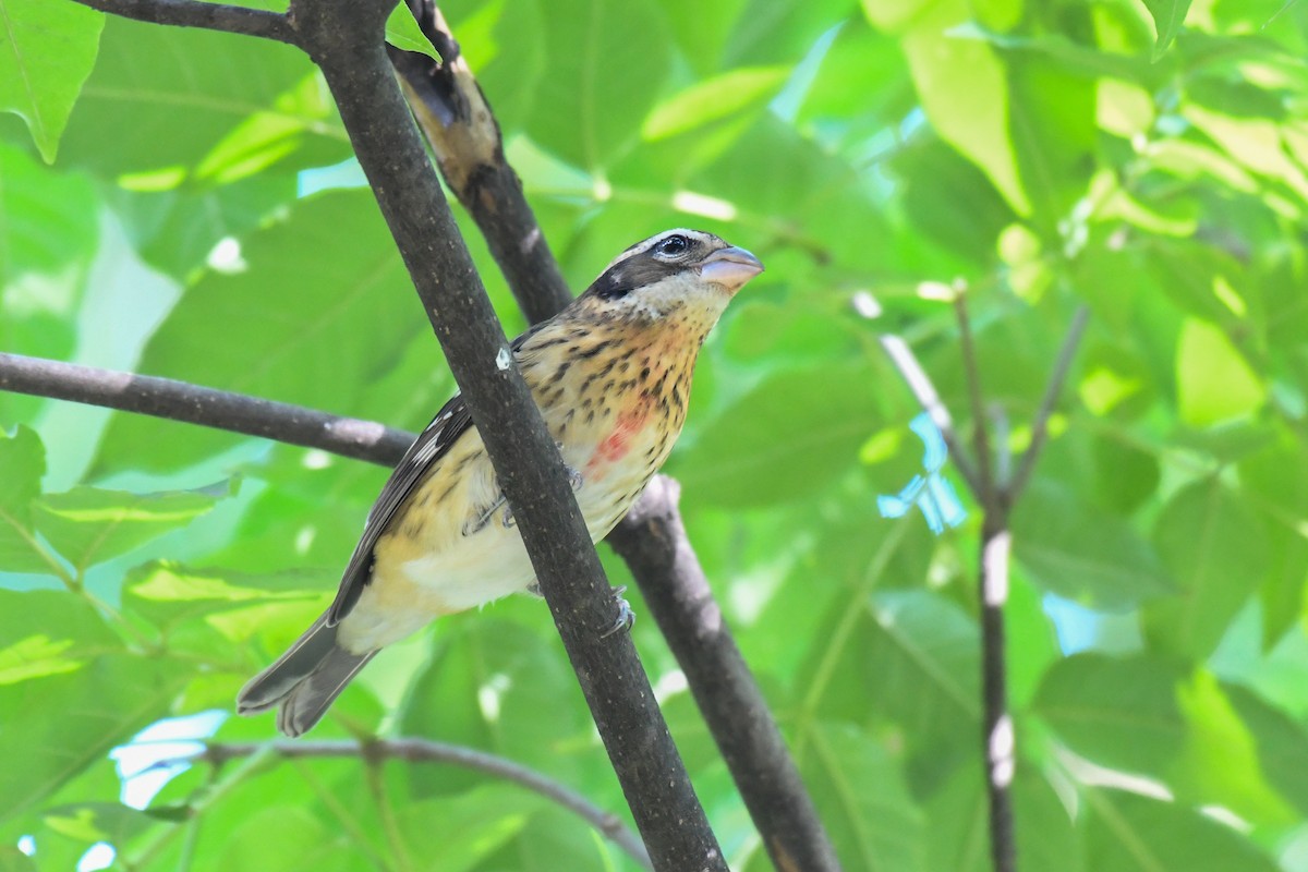 Rose-breasted Grosbeak - ML643168515