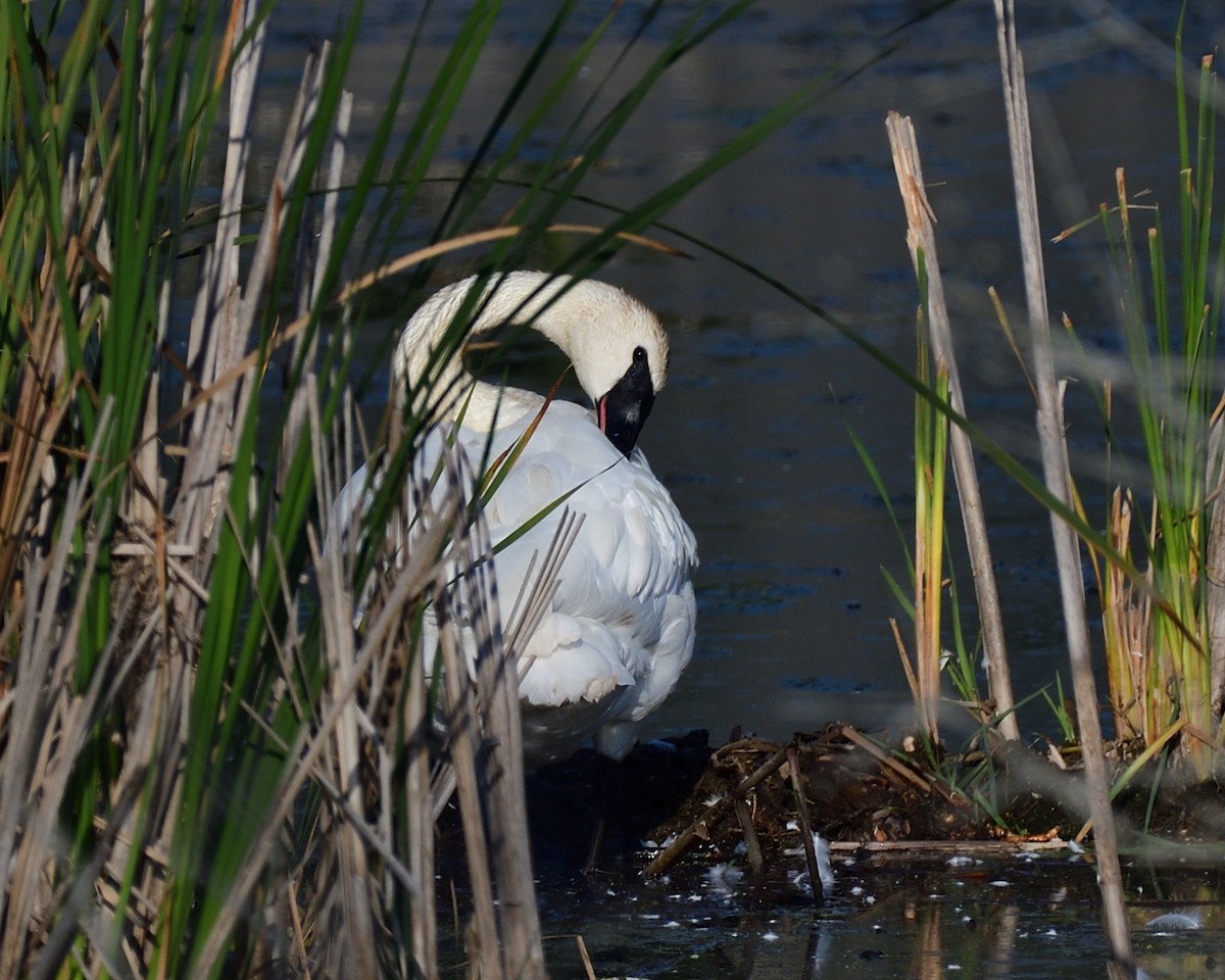 Cygne trompette - ML643168516
