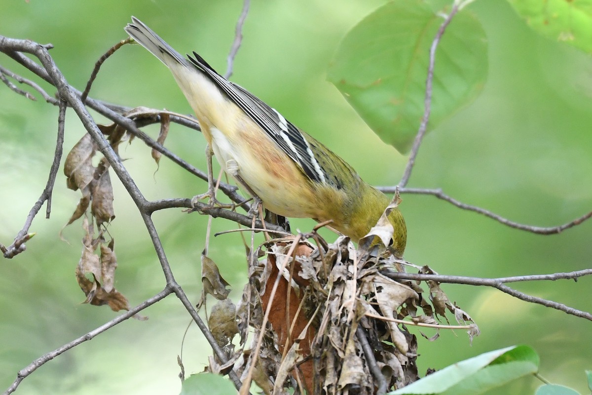 Bay-breasted Warbler - ML643168521