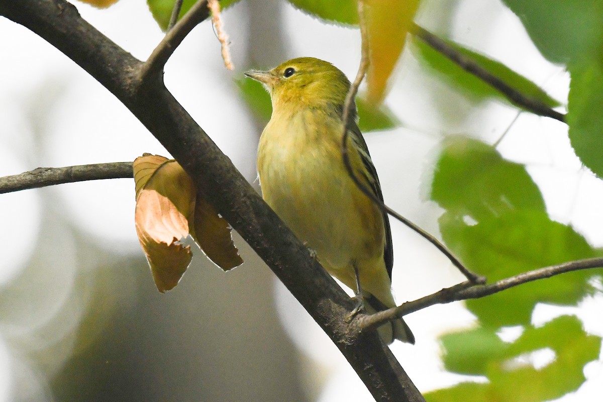 Bay-breasted Warbler - ML643168522