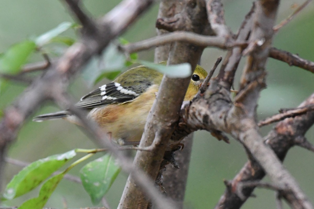 Bay-breasted Warbler - ML643168526
