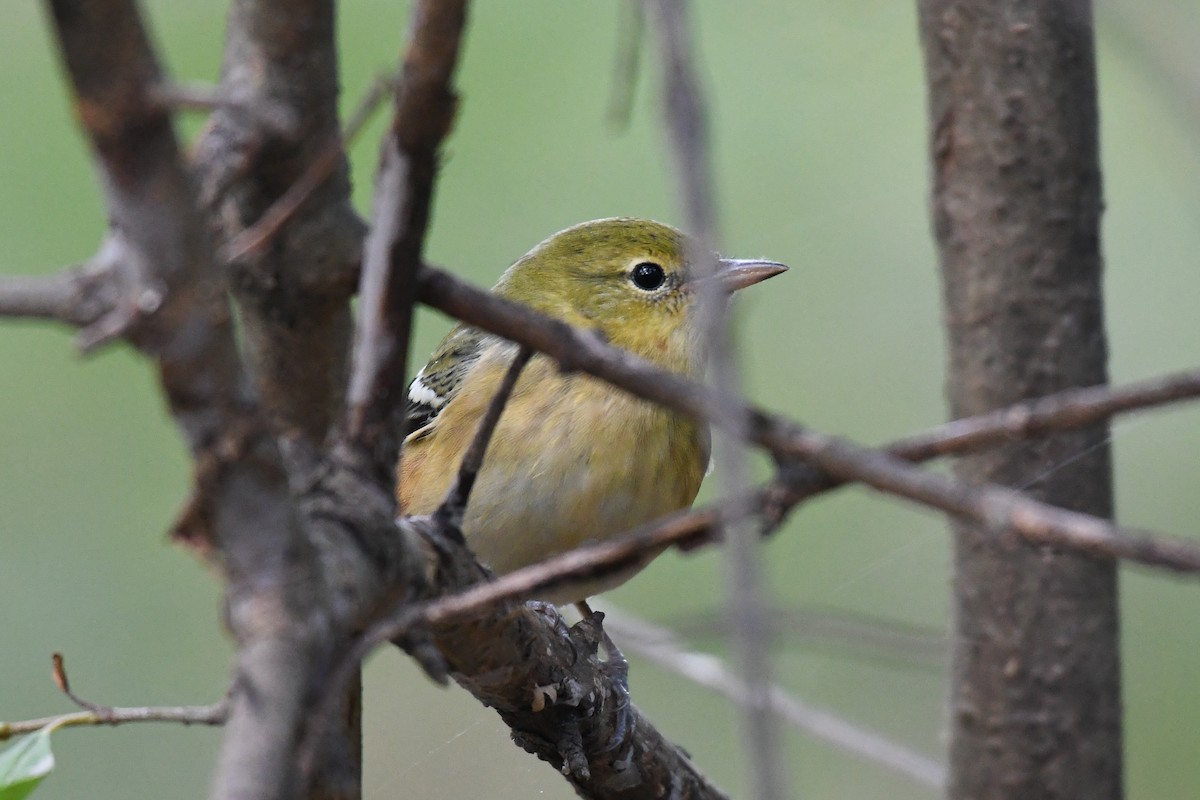 Bay-breasted Warbler - ML643168528