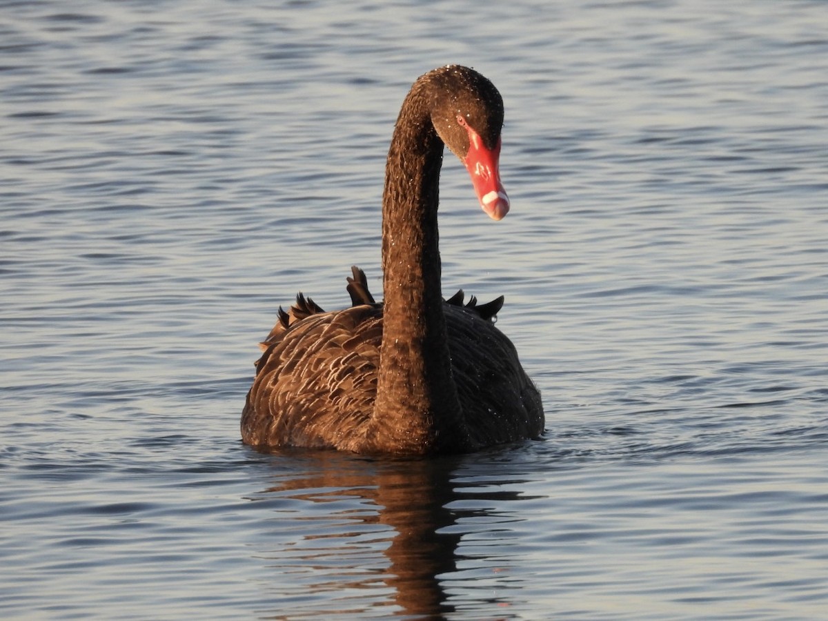 Black Swan - ML643168541